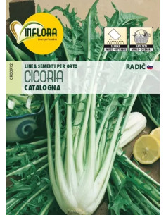 SEMI ORTO "CICORIA CATALOGNA" - Senza Marca