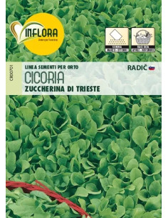 SEMI ORTO CICORIA ZUCCH. TRIESTE - Senza Marca