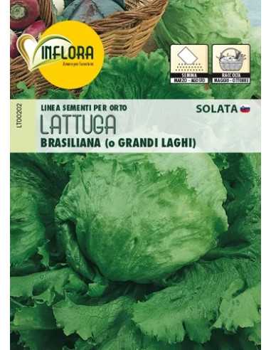 SEMI ORTO LATTUGA BRASILIANA - Senza Marca | Utensili Store