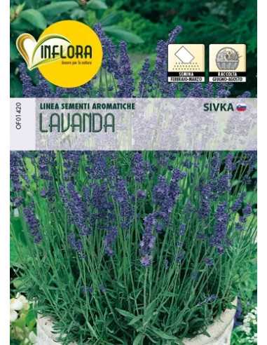 SEMI ERBA AROMATICA LAVANDA - Senza Marca | Utensili Store
