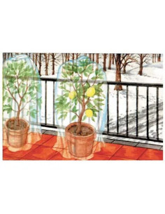 STARS - CAPPUCCIO ANTIGELO TNT PROTEZIONE PIANTE