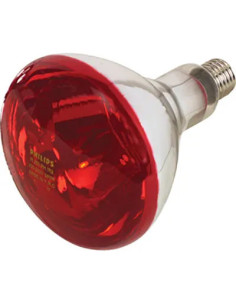 GENERICA LAMPADA RIFLETTORE PULCINI