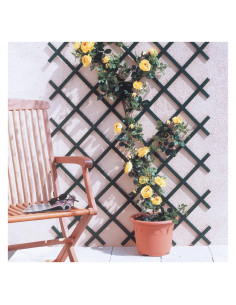 TRALICCIO ESTENSIBILE PER RAMPICANTI - Senza Marca