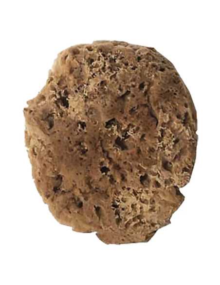 SPUGNA PER EFFETTI DECORATIVI tipo sintetico tondo - COLOREA | Utensili Store